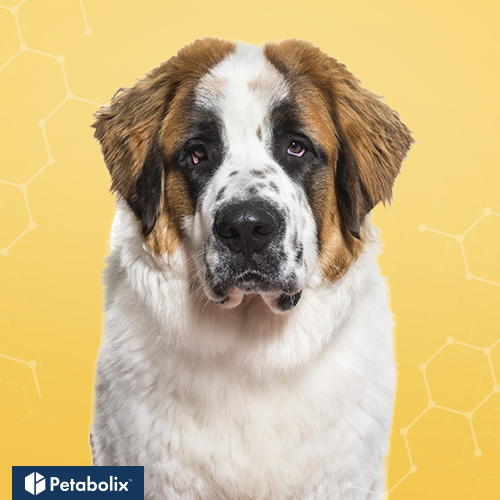What are the Best Dog Foods for Saint Bernards?