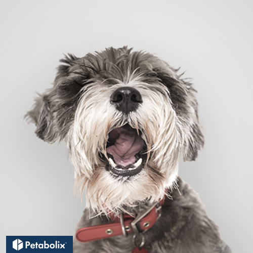 What are the Best Dog Foods for Miniature Schnauzers?