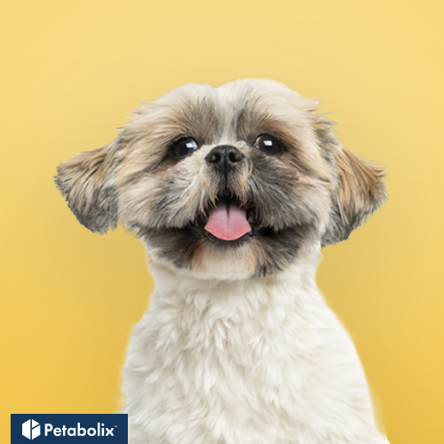 What are the Best Dog Foods for Shih Tzus?