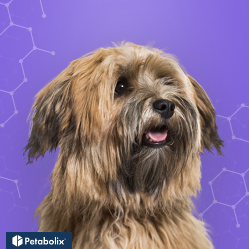 What are the Best Dog Foods for the Havanese?