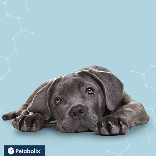 What are the Best Dog Foods for Cane Corsos?