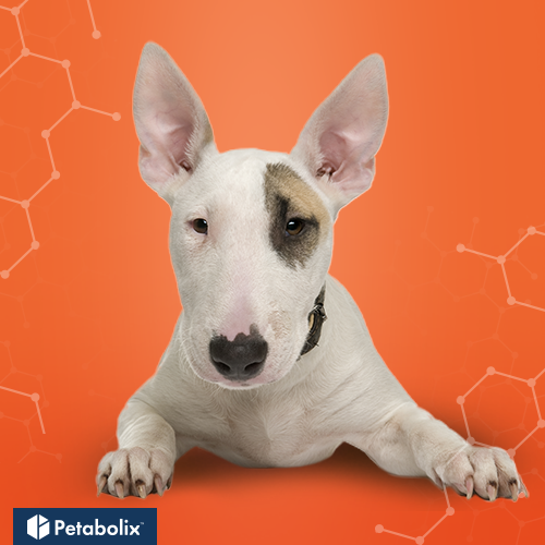 What's the Best Dog Food for Bull Terriers?