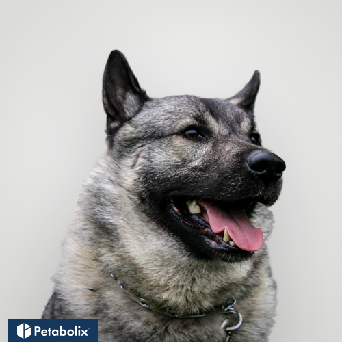 What are the Best Dog Foods for Norwegian Elkhounds?