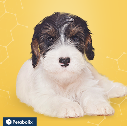 What's the Best Dog Food for Sealyham Terriers?
