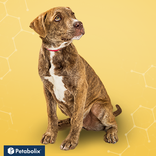 What's the Best Dog Food for Plott Hounds?