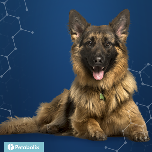 What's the Best Dog Food for German Shepherds?