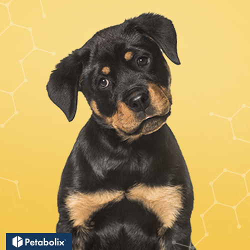 What are the Best Dog Foods for Rottweilers?