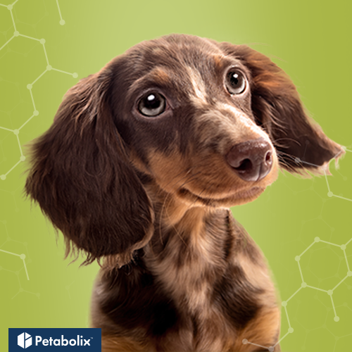 What's the Best Dog Food for Dachshunds?