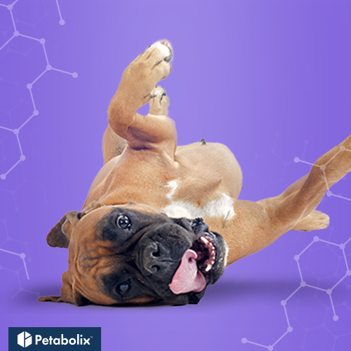 What are the Best Dog Foods for Boxers?