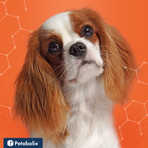 What's the Best Dog Food for Cavalier King Charles Spaniels?