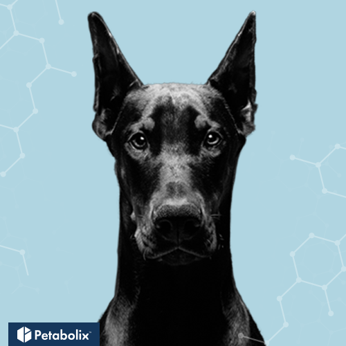 What are the Best Dog Foods for Doberman Pinschers?