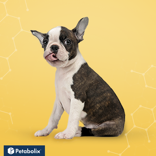 What's the Best Dog Food for Boston Terriers?