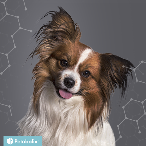 What are the Best Dog Foods for Papillons?