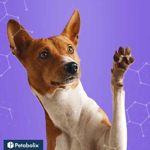 What's the Best Dog Food for Basenjis?