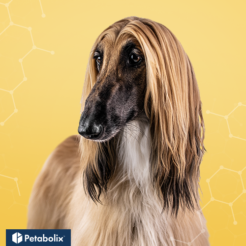 What are the Best Dog Foods for Afghan Hounds?