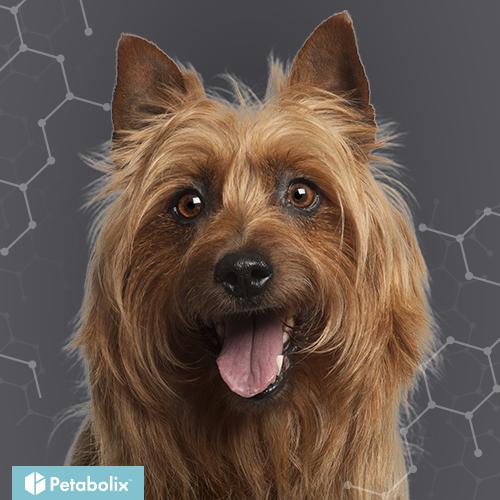 What's the Best Dog Food for Australian Terriers?