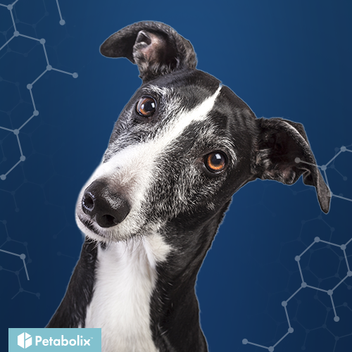 What are the Best Dog Foods for Greyhounds?
