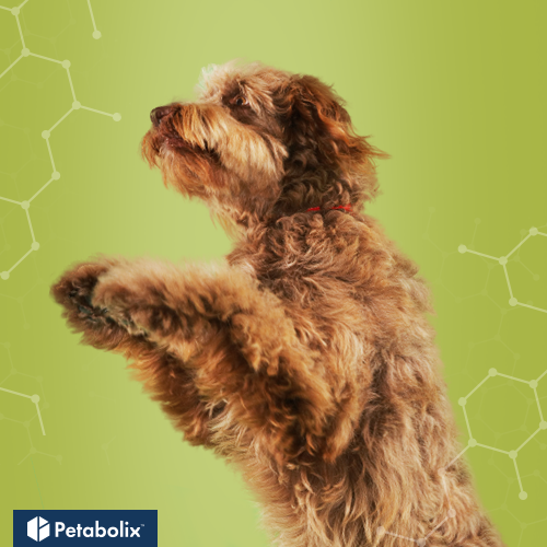 What's the Best Dog Food for Otterhounds?