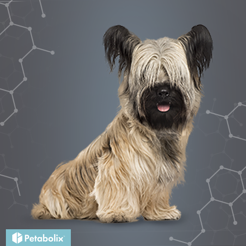What's the Best Dog Food for Skye Terriers?