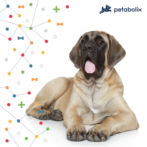 What's the Best Dog Food for Mastiffs?