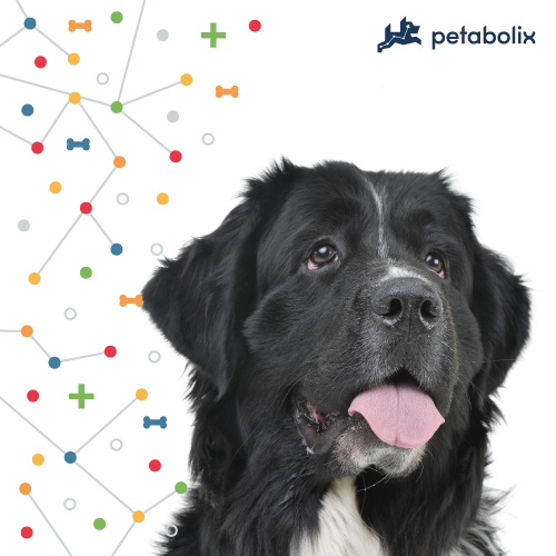 What are the Best Dog Foods for Newfoundlands?