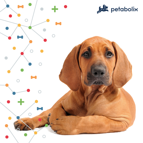 What's the Best Dog Food for Rhodesian Ridgebacks?