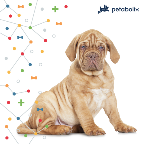 What are the Best Dog Foods for Dogues de Bordeaux?