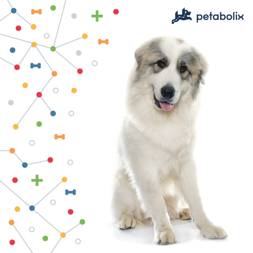 What are the Best Dog Foods for a Great Pyrenees?