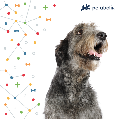 What's the Best Dog Food for Irish Wolfhounds?