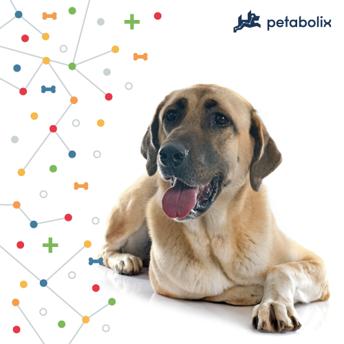 What are the Best Dog Foods for Anatolian Shepherd Dogs?