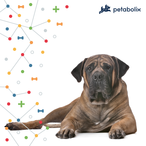What's the Best Dog Food for Boerboels?