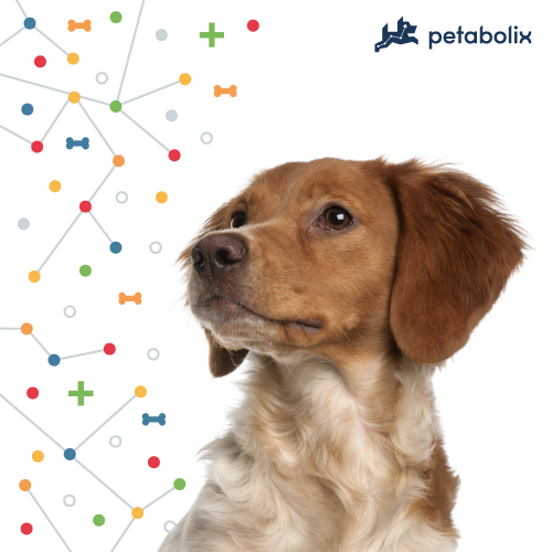 What's the Best Dog Food for Brittanys?