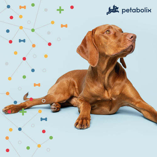 What are the Best Dog Foods for Vizslas?