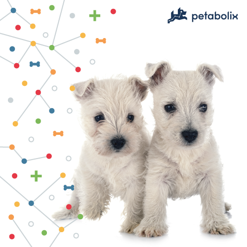 What are the Best Dog Foods for West Highland White Terriers?