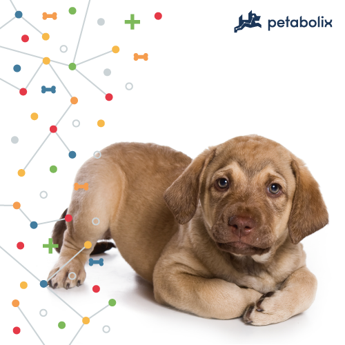 What are the Best Dog Foods for Chesapeake Bay Retrievers?