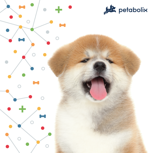 What's the Best Dog Food for Akitas?