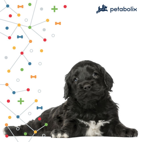 What are the Best Dog Foods for Portuguese Water Dogs?