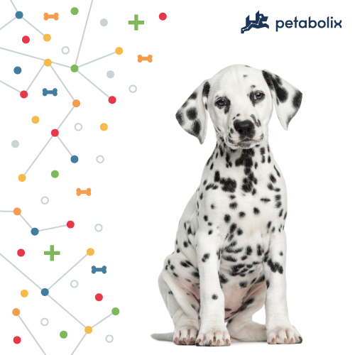 What are the Best Dog Foods for Dalmatians?