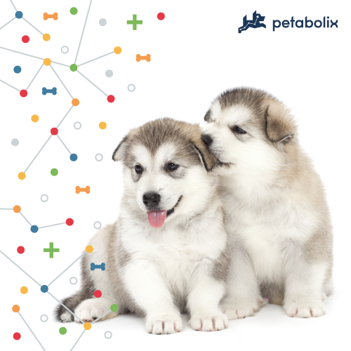 What's the Best Dog Food for Alaskan Malamutes?