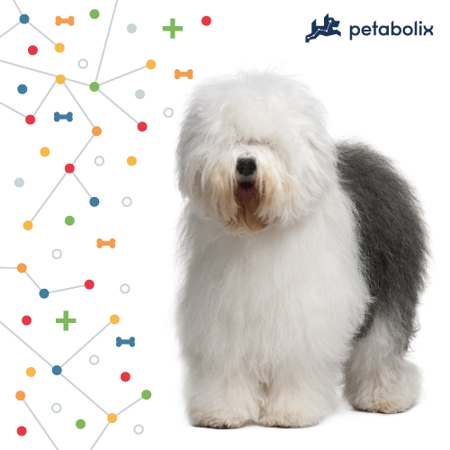 What are the Best Dog Foods for Old English Sheepdogs?