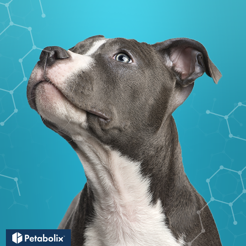 What's the Best Dog Food for Staffordshire Bull Terriers?