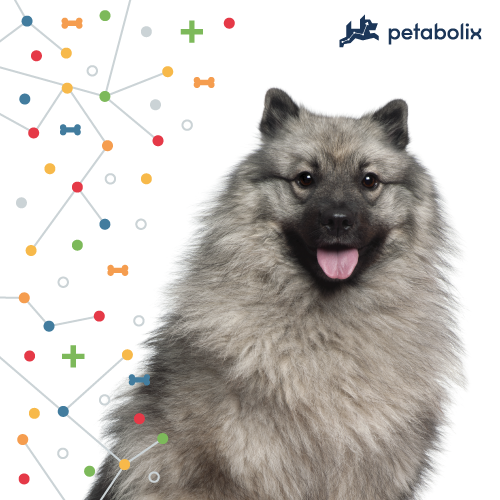 What are the Best Dog Foods for Keeshonden?