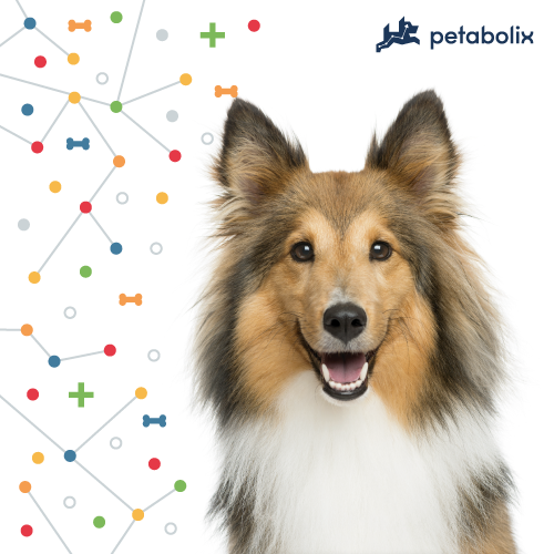 What's the Best Dog Food for Shetland Sheepdogs?