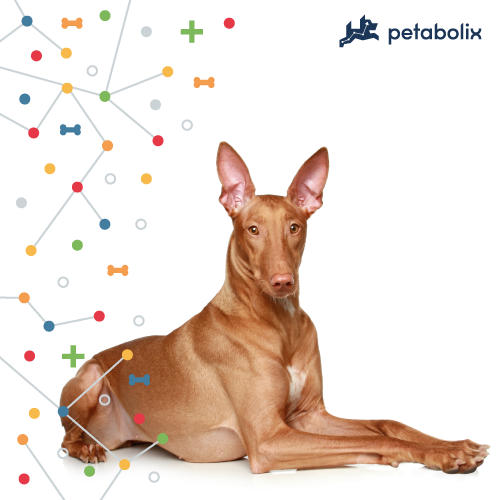 What are the Best Dog Foods for Pharaoh Hounds?