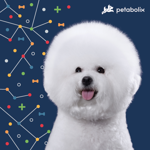 What's the Best Dog Food for Bichons Frises?