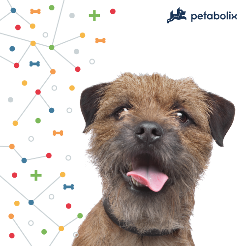 What's the Best Dog Food for Border Terriers?