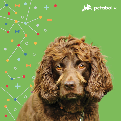 What are the Best Dog Foods for Boykin Spaniels?