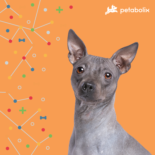 What's the Best Dog Food for American Hairless Terriers?