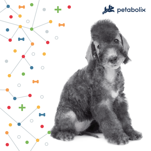 What are the Best Dog Foods for Bedlington Terriers?