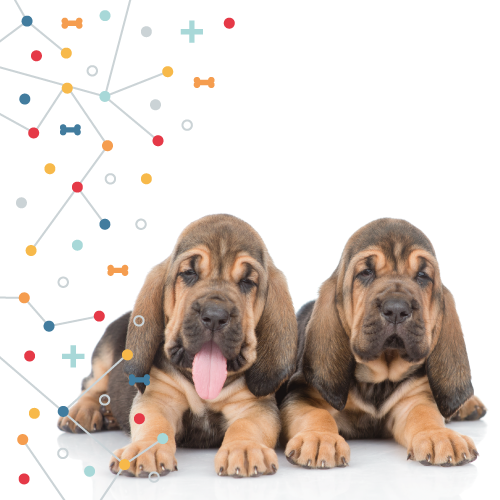 What are the Best Dog Foods for Bloodhounds?